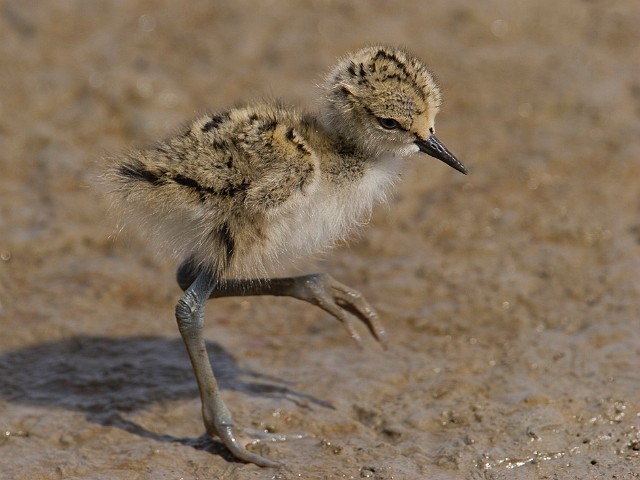 Stelzenlufer Himantopus himantopus Black-winged Stilt